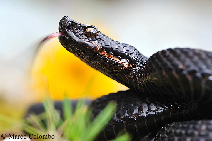 Vipera aspis